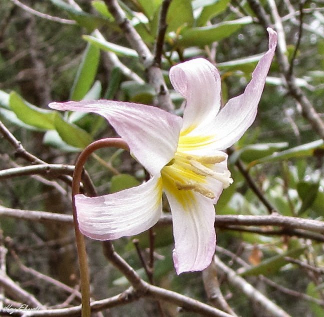 California Fawn Lily/Erythronium californicum